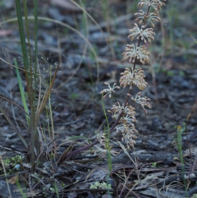 Lomandra multiflora (Many-flowered Matrush) at Canberra Central, ACT - 17 Oct 2014 by KenT