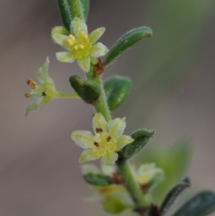 Phyllanthus occidentalis (Thyme Spurge) at Point 5058 - 18 Oct 2014 by KenT