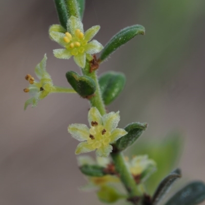 Phyllanthus occidentalis (Thyme Spurge) at Black Mountain - 17 Oct 2014 by KenT