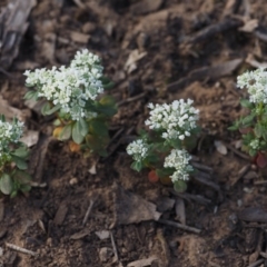 Poranthera microphylla (Small Poranthera) at Canberra Central, ACT - 12 Oct 2014 by KenT