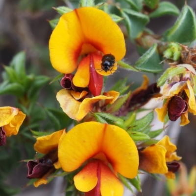 Pultenaea procumbens (Bush Pea) at Canberra Central, ACT - 6 Nov 2014 by KenT