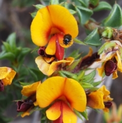 Pultenaea procumbens (Bush Pea) at Canberra Central, ACT - 5 Nov 2014 by KenT
