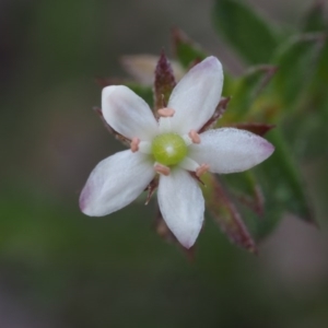 Rhytidosporum procumbens at Canberra Central, ACT - 18 Oct 2014