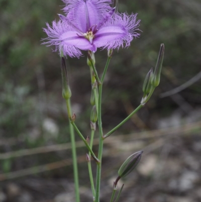 Thysanotus tuberosus subsp. tuberosus (Common Fringe-lily) at Black Mountain - 5 Nov 2014 by KenT