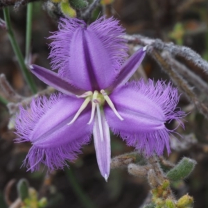 Thysanotus tuberosus subsp. tuberosus at Canberra Central, ACT - 6 Nov 2014 07:00 AM