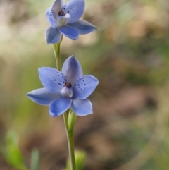 Thelymitra juncifolia (Dotted Sun Orchid) at Black Mountain - 25 Oct 2014 by KenT