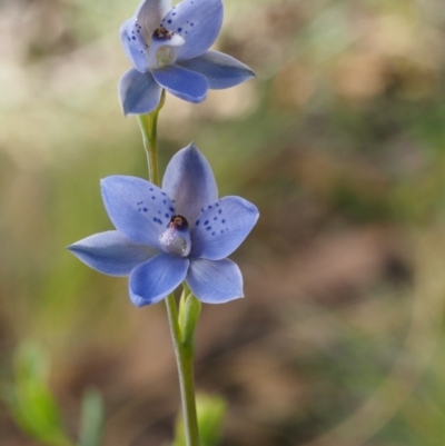 Thelymitra juncifolia (Dotted Sun Orchid) at Black Mountain - 25 Oct 2014 by KenT