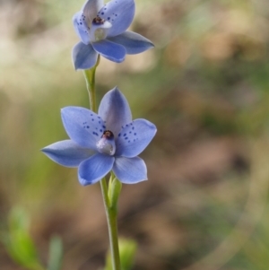 Thelymitra juncifolia at Acton, ACT - 26 Oct 2014