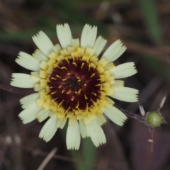 Tolpis barbata (Yellow Hawkweed) at Canberra Central, ACT - 5 Nov 2014 by KenT