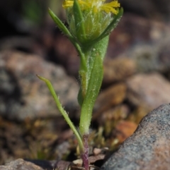 Triptilodiscus pygmaeus (Annual Daisy) at Canberra Central, ACT - 15 Oct 2014 by KenT