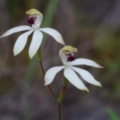 Caladenia cucullata (Lemon Caps) at ANBG - 25 Oct 2014 by KenT