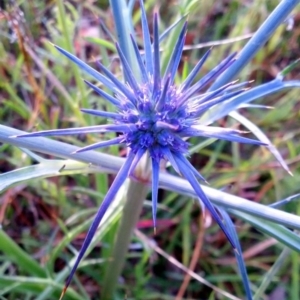 Eryngium ovinum at Dunlop, ACT - 4 Dec 2013 07:00 AM