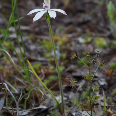 Caladenia moschata (Musky Caps) at Acton, ACT - 26 Oct 2014 by KenT