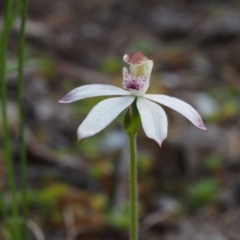 Caladenia moschata at Acton, ACT - 26 Oct 2014