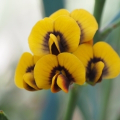 Daviesia mimosoides subsp. mimosoides at Acton, ACT - 26 Oct 2014 by KenT