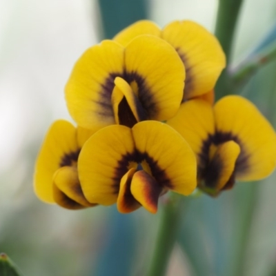 Daviesia mimosoides subsp. mimosoides at Acton, ACT - 26 Oct 2014 by KenT