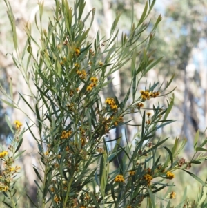 Daviesia mimosoides subsp. mimosoides at Acton, ACT - 26 Oct 2014