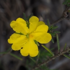 Hibbertia calycina (Lesser Guinea-flower) at Acton, ACT - 26 Oct 2014 by KenT