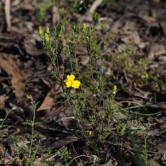 Hibbertia calycina at Acton, ACT - 26 Oct 2014