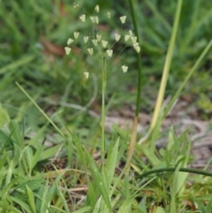 Briza minor (Shivery Grass) at Cotter River, ACT - 29 Oct 2014 by KenT