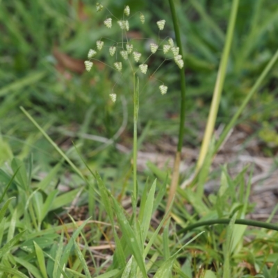 Briza minor (Shivery Grass) at Lower Cotter Catchment - 28 Oct 2014 by KenT