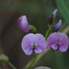 Glycine clandestina (Twining Glycine) at Cotter River, ACT - 29 Oct 2014 by KenT