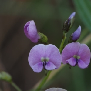 Glycine clandestina at Cotter River, ACT - 29 Oct 2014