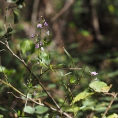 Glycine clandestina at Cotter River, ACT - 29 Oct 2014