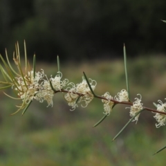 Hakea microcarpa (Small-fruit Hakea) at Cotter River, ACT - 4 Nov 2014 by KenT