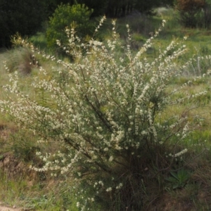 Hakea microcarpa at Cotter River, ACT - 4 Nov 2014