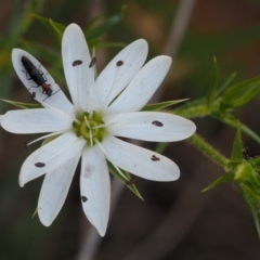 Stellaria pungens (Prickly Starwort) at Cotter River, ACT - 29 Oct 2014 by KenT