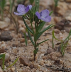 Veronica gracilis (Slender Speedwell) at Cotter River, ACT - 4 Nov 2014 by KenT