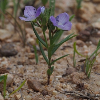 Veronica gracilis (Slender Speedwell) at Cotter River, ACT - 4 Nov 2014 by KenT