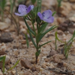 Veronica gracilis (Slender Speedwell) at Cotter River, ACT - 3 Nov 2014 by KenT