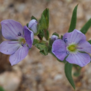 Veronica gracilis at Cotter River, ACT - 4 Nov 2014