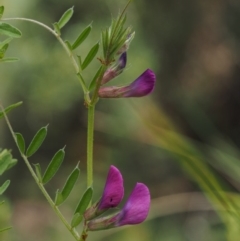 Vicia sativa subsp. nigra (Narrow-leaved Vetch) at Cotter River, ACT - 29 Oct 2014 by KenT