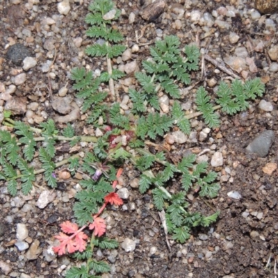 Erodium cicutarium (Common Storksbill, Common Crowfoot) at Paddys River, ACT - 25 Jul 2015 by michaelb