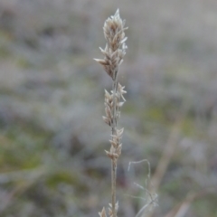 Eragrostis elongata (Clustered Lovegrass) at Gordon, ACT - 26 Jul 2015 by michaelb