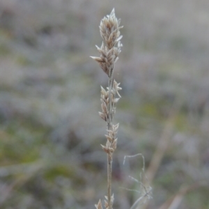 Eragrostis elongata at Gordon, ACT - 26 Jul 2015