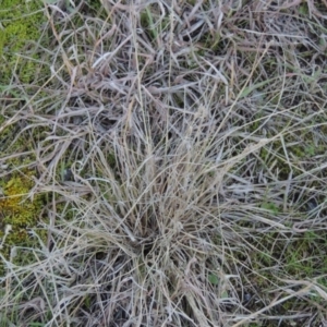 Eragrostis elongata at Gordon, ACT - 26 Jul 2015