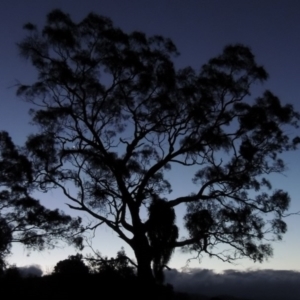 Eucalyptus melliodora at Gordon, ACT - 26 Jul 2015