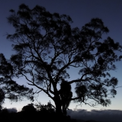 Eucalyptus melliodora (Yellow Box) at Gordon, ACT - 26 Jul 2015 by michaelb