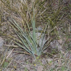 Dianella sp. aff. longifolia (Benambra) at Gordon, ACT - 26 Jul 2015