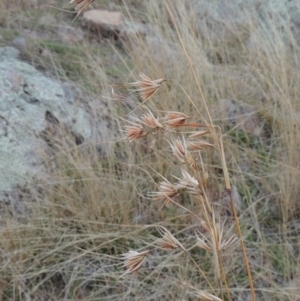 Themeda triandra at Gordon, ACT - 26 Jul 2015 06:33 PM