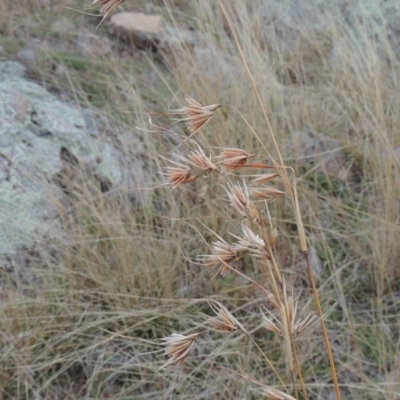 Themeda triandra (Kangaroo Grass) at Gordon, ACT - 26 Jul 2015 by MichaelBedingfield