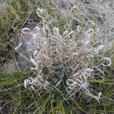 Panicum effusum (Hairy Panic Grass) at Gordon, ACT - 26 Jul 2015 by michaelb