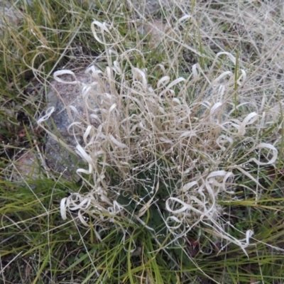 Panicum effusum (Hairy Panic Grass) at Gordon, ACT - 26 Jul 2015 by MichaelBedingfield