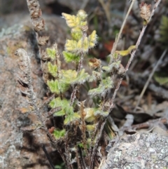 Cheilanthes distans (Bristly Cloak Fern) at Gordon, ACT - 26 Jul 2015 by MichaelBedingfield
