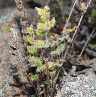 Cheilanthes distans (Bristly Cloak Fern) at Gordon, ACT - 26 Jul 2015 by MichaelBedingfield