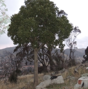 Brachychiton populneus subsp. populneus at Gordon, ACT - 26 Jul 2015